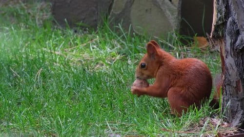 Red Squirrel Eating a Nut in Summer Forest. Squirrel Nibbling a Nut. Wild Squirrel Munching on a Nut