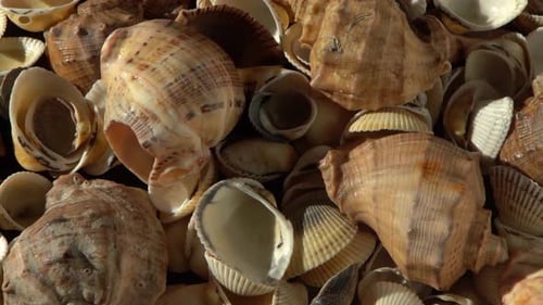 Muscheln am Strand Sommerhintergrund Rapan Shell Beige Lichtfarbe Ästhetischer Minimalismus Natur
