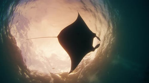 Giant Oceanic Manta Ray or Mobula Birostris Slowly Swims Underwater Near the Cleaning Station at