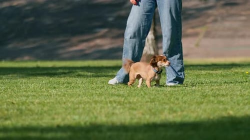Cute little dog on a walk running in the park animal training in the nature the dog is running away