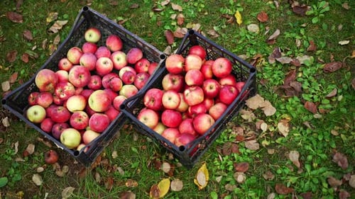 Fresh red apples picked up from trees in three boxes standing on the grass. Fruit from new harvest