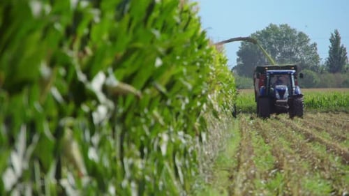 Una cosechadora cosecha maíz en un campo y lo envía a un remolque de tractor cercano.