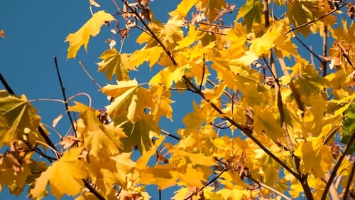 Autumn Leaves in the Park Selective Focus