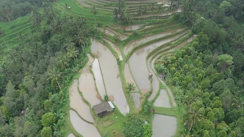 Aerial video of palm trees and rise terraces in Bali