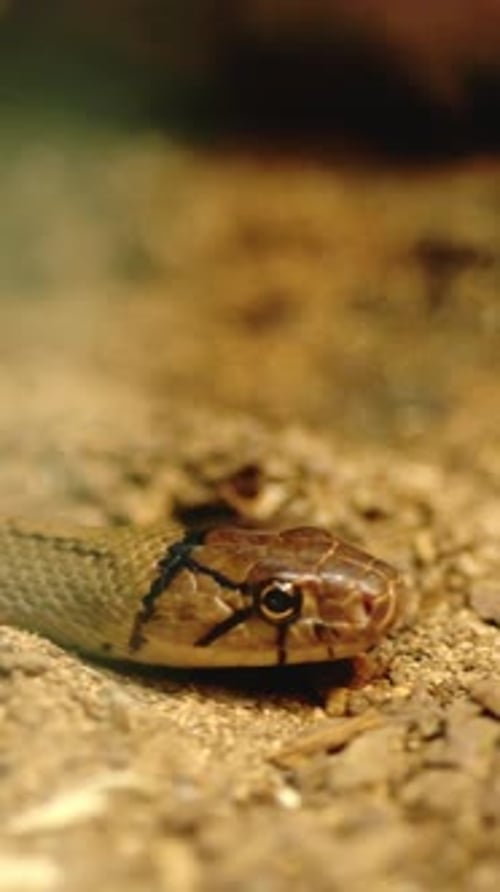 Snake Sticks Out Tongue in Close Up Shot