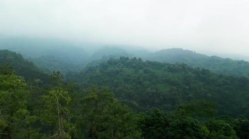Aerial View of Misty Forest Thick Fog Bali Jungle Wildlife Drone View