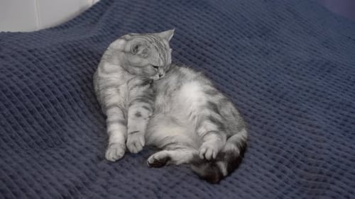 Gray Tabby Cat Grooming Fur on Bed