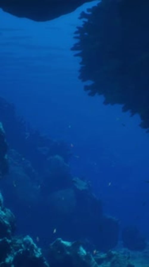 An Underwater View of a Deep Blue Sea