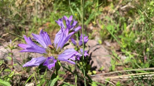 A Large Blue Flower Against a Background of Grass Closeup on a Sunny Day