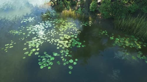 Sunlight Reflecting on Water Lilies in a Calm Pond