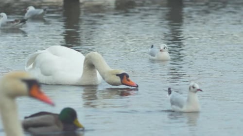 Cisne mudo branco (Cygnus olor) e gaivotas comuns (Larus canus) nadam pelo lago em dias nublados, c