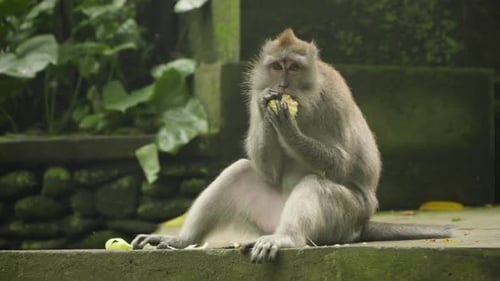 Langschwanzmakaken essen Obst in einem üppigen Dschungel