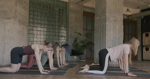 Group of Female Yoga Students Training Together Enjoying Healthy Practice in Gym