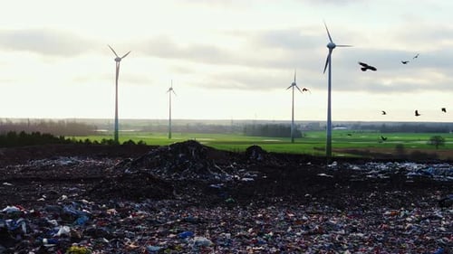 Flock of Crows Flying Over a Landfill With Wind Turbines in the Background