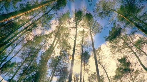 Forest Wood Tree Sun Sky Top Leaves Wind Summer Beautiful Nature Green