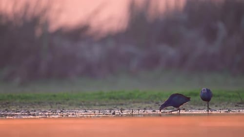 Close up, Porphyrio porphyrio, Purple Swamphen, blue water bird walking along the bank of the swamp.