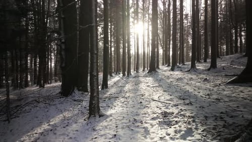 Snowy forest in winter with warm sun rays between trees. Atmospheric woodland scene filled