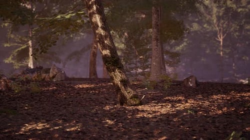 Morning Sunlight Filters Through Trees in a Tranquil Forest