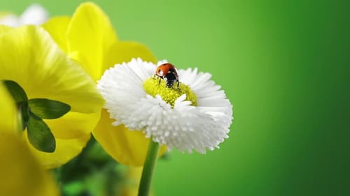 Ladybug on White Flower on the Meadow