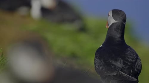 Watching puffins in their natural habitat on a bright day by the coast in early summer