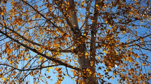 View to Tree Top of Birch with Brown Leaves at Sunny Autumn Day Branches with Lush Foliage Gently