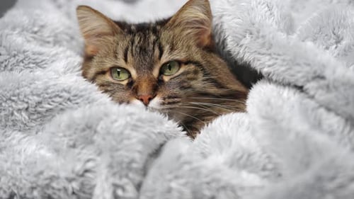 Cute Tabby Cat Lies Wrapped in a Blanket Concept of Adorable Pets