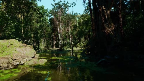 Shallow Green Water By Rocks Bright Canopy Over Peaceful Marsh Area