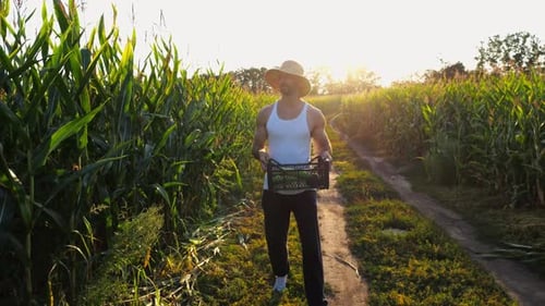 Male Farmer with Plastic Harvest Box Explores Green Corn Stems While Going at Field Young Handsome