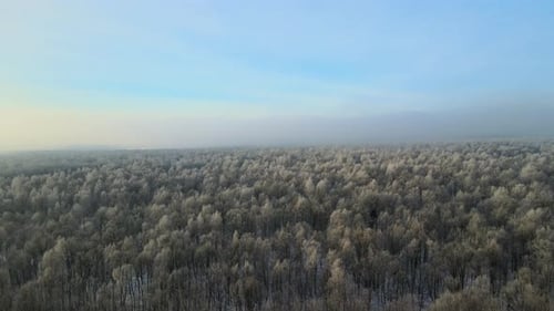 Aerial View of Foggy Morning Over Snow Covered White Forest with Frozen Trees in Cold Winter