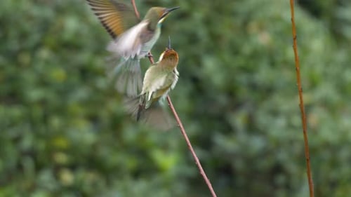 European Bee Eater