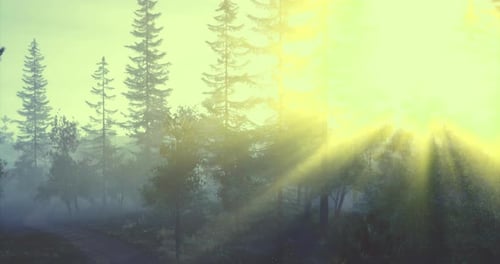 Sunlight Breaks Through Trees in a Peaceful Forest Setting at Dawn