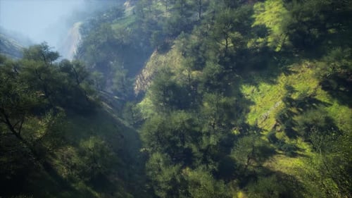 Dramatic Scenic Fog in Pine Forest on Mountain Slopes