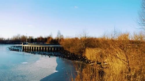 Huge Group of Great Cormorant Sit on Ice on Frozen Pond, Aerial View