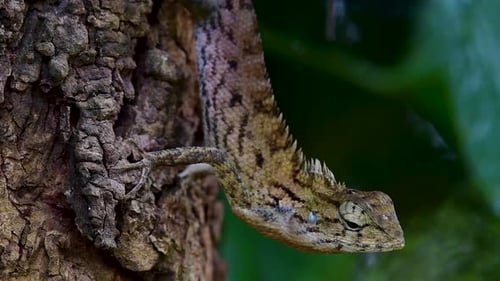 The Oriental Garden Lizard is also called the Eastern Garden Lizard, Bloodsucker and Changeable Liza