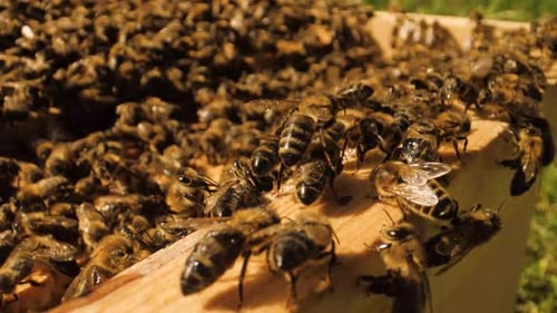 Slider shot from the top of a wooden beehive where many bees are working
