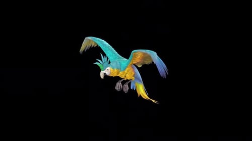 Flying Blue and Gold Macaw Parrot 3D Animation
