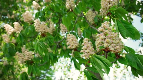 Ein blühender Kastanienbaum mit grünem Laub im sonnigen Frühling, Nahaufnahme