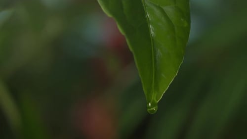 Wassertröpfchen, das in Zeitlupe vom grünen Blatt fällt
