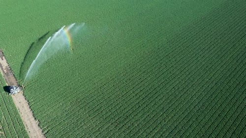Irrigation system is watering crops in a cultivated agricultural field, with a farmer driving a trac