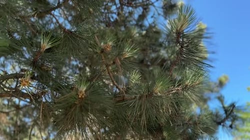 Beautiful coniferous tree with green needles under blue sky, closeup. Camera moving up