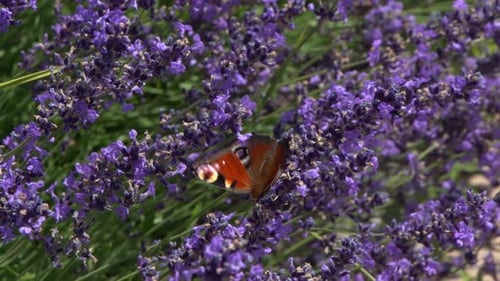 Lila Lavendelblüten, Blumen auf dem Feld, Natur, Hintergrund, Wachsen Sie eine duftende Pflanze im Garten