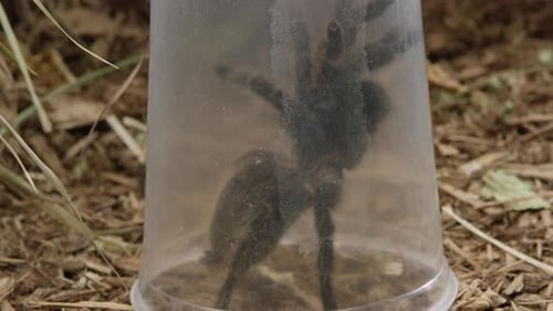 Man traps large tarantula spider in plastic container while walking through forest - close up