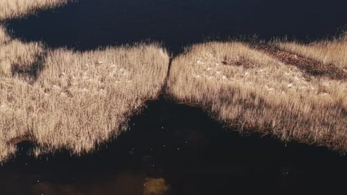 Overhead Drone View of Nesting Herons in Marshland With Uniform Pattern