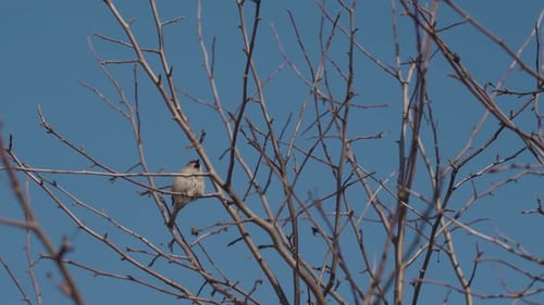 A Sparrow Perched on a Bare Tree Branch on a Winter Day