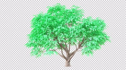 Lush Green Tree Swaying in Gentle Wind Animation