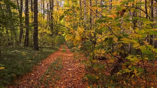 POV Shot Glides Along Leafy Woodland Trail Birch and Maple Trees in Peak Fall Colors Ground