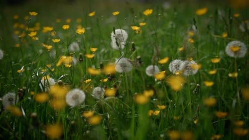 Tranquil Meadow with Dandelions and Wildflowers in Spring is a Serene and Beautiful Sight in Nature