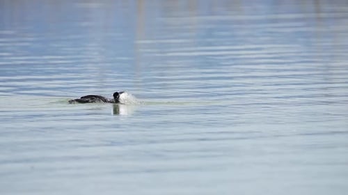 Grebe taucht seinen Kopf unter Wasser