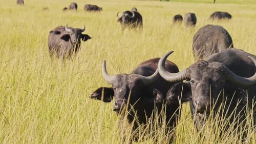 Zeitlupe einer afrikanischen Büffelherde, afrikanische Tiere auf Wildtiersafari in Masai Mara in Kenia bei Maa