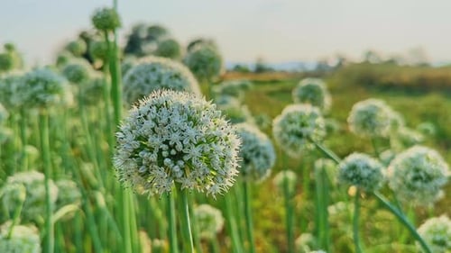 Sunlit Onion Flower Head Swaying Closeup